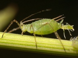Aphids are quite destructive and can cause damage to many trees and shrubs. 