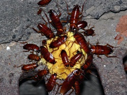 Cockroaches have over 4600 species. 