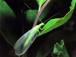 Green Lacewings are also very helpful in keeping the aphids in check as well.