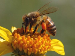 Honey bees are great because they greatly help in crop pollination.