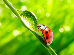 Ladybugs are considered a good bug because they keep the aphid population in check.
