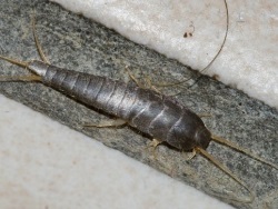 Silverfish are usually found in areas where there is a fair bit of moisture.