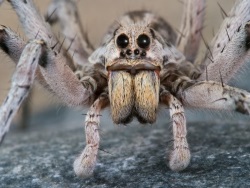 Wolf spiders can be both inside and outside of homes. 