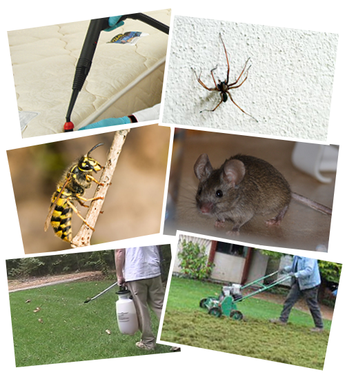 We offer pest control services, pruning and lawn maintenance services and more.