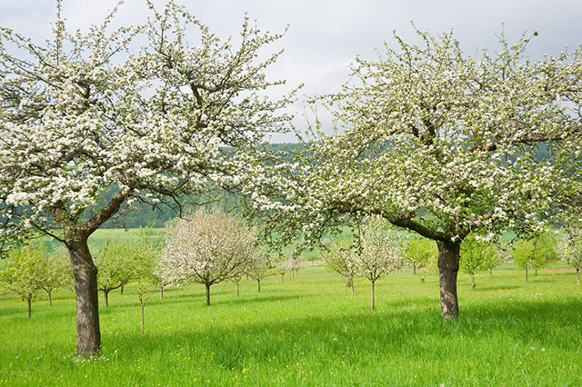 Check out Olson Pest Control's yearly schedule for best times to spray your fruit trees.
