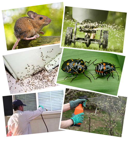 Olson's Pest Control has been serving Kelowna and surrounding area needs to keep those pesky bugs and rodents away since 1978!